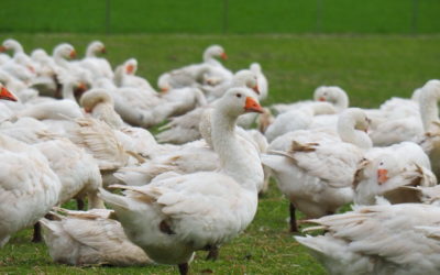 Unser Angebot ab sofort bis Weihnachten