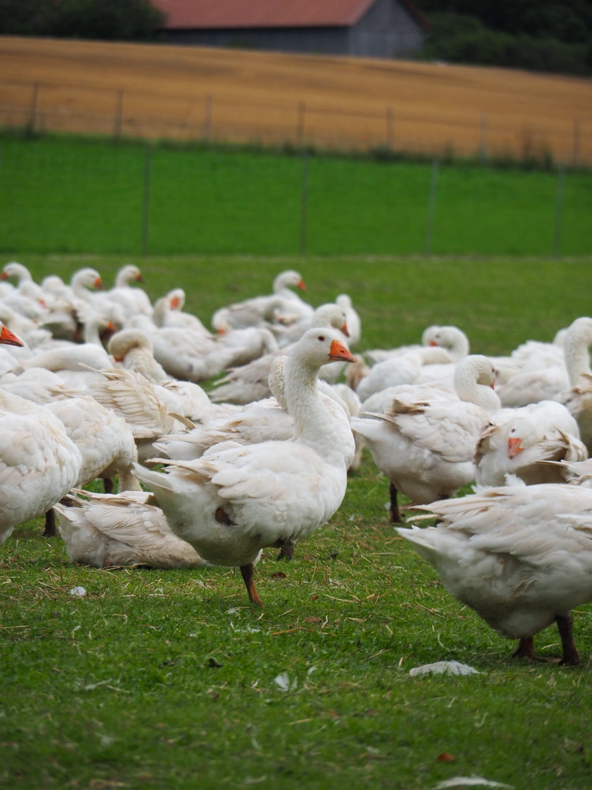 Gänse auf einer Wiese – Enten und Gänse gibt es nur zur Weihnachtszeit